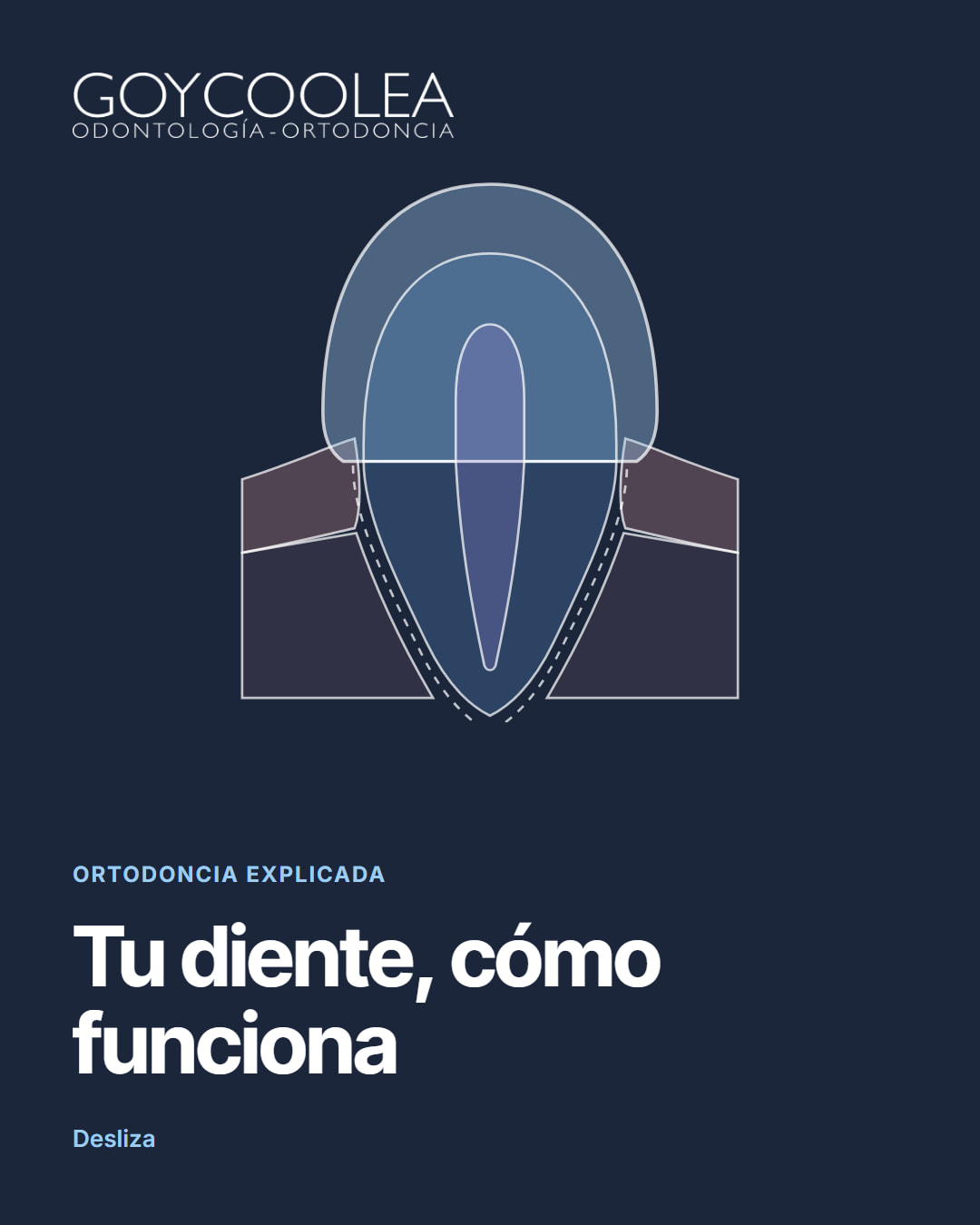 Carrusel educativo sobre las partes del diente, esmalte, dentina, pulpa, raíz y encía