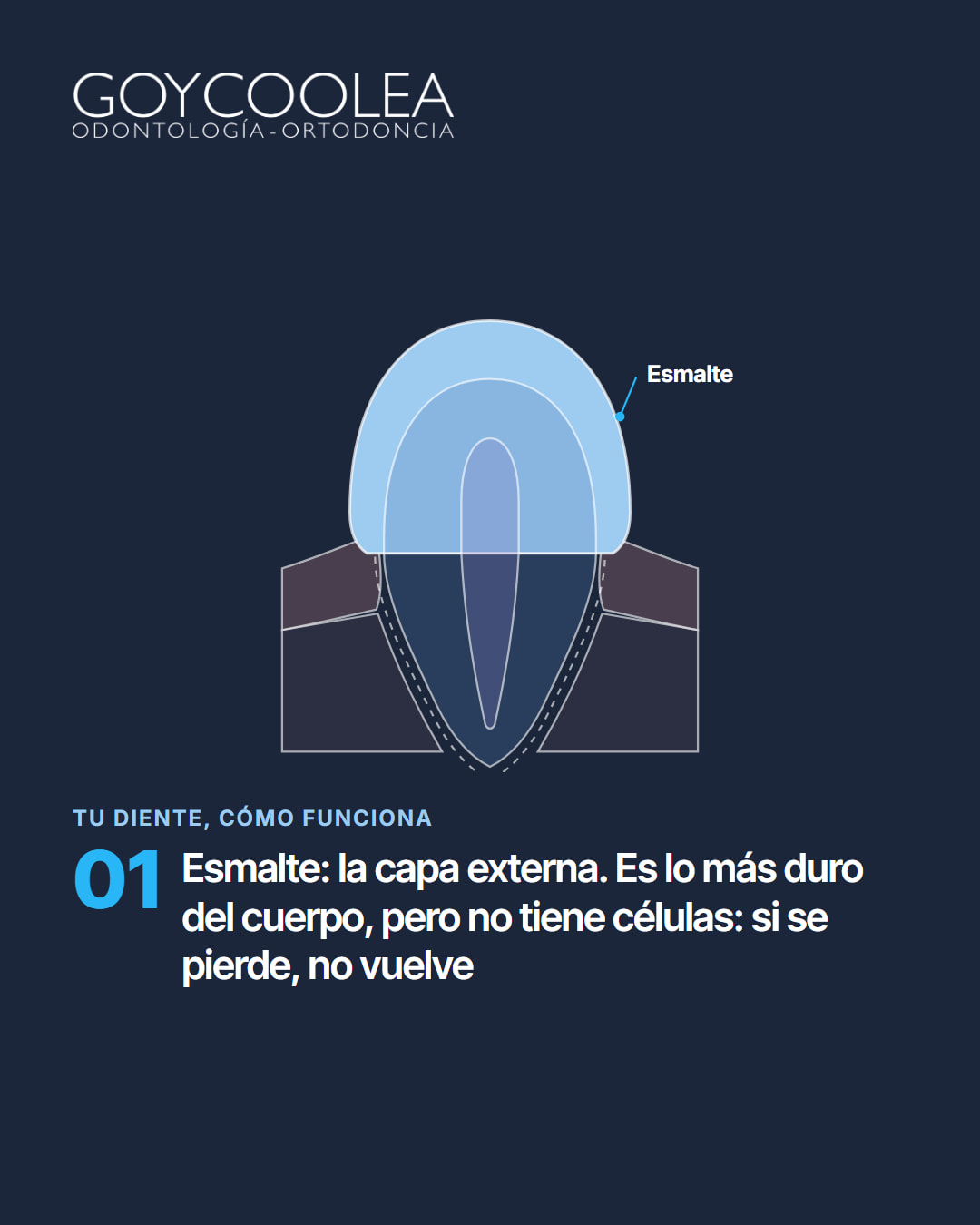 Carrusel educativo sobre las partes del diente, esmalte, dentina, pulpa, raíz y encía