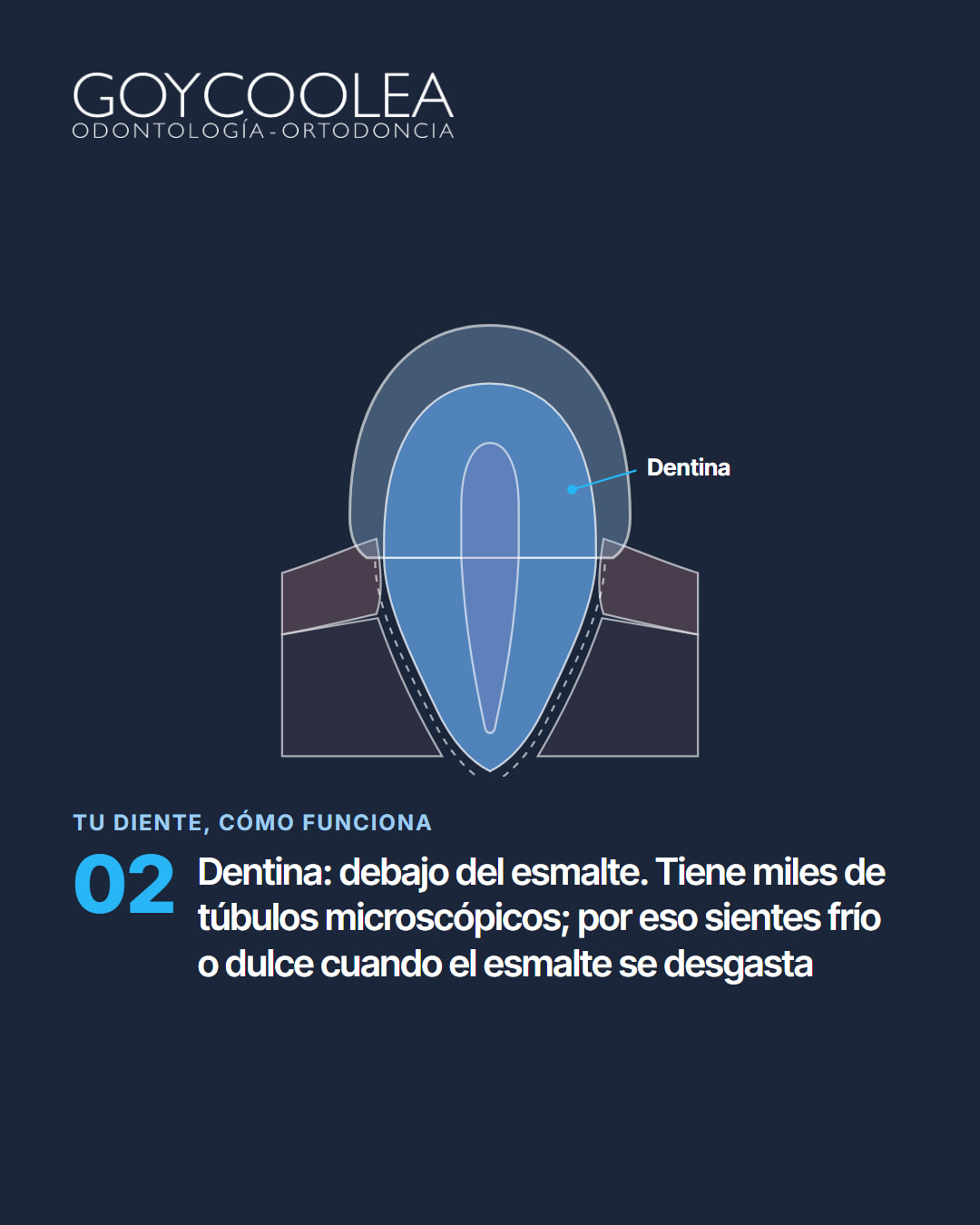 Carrusel educativo sobre las partes del diente, esmalte, dentina, pulpa, raíz y encía