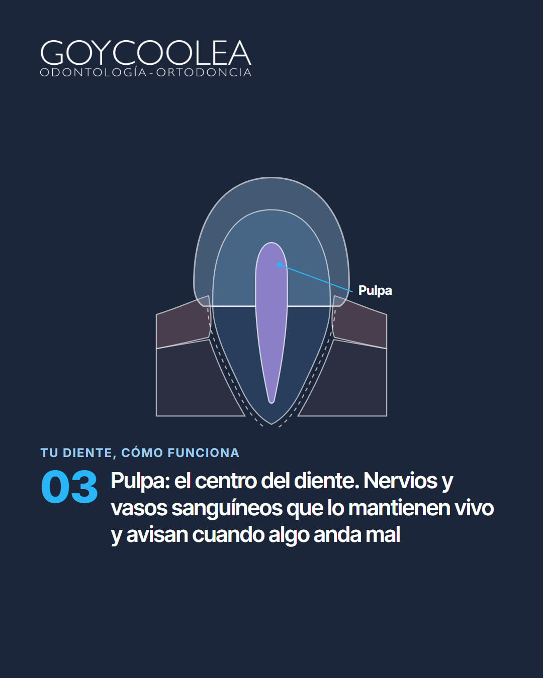 Carrusel educativo sobre las partes del diente, esmalte, dentina, pulpa, raíz y encía