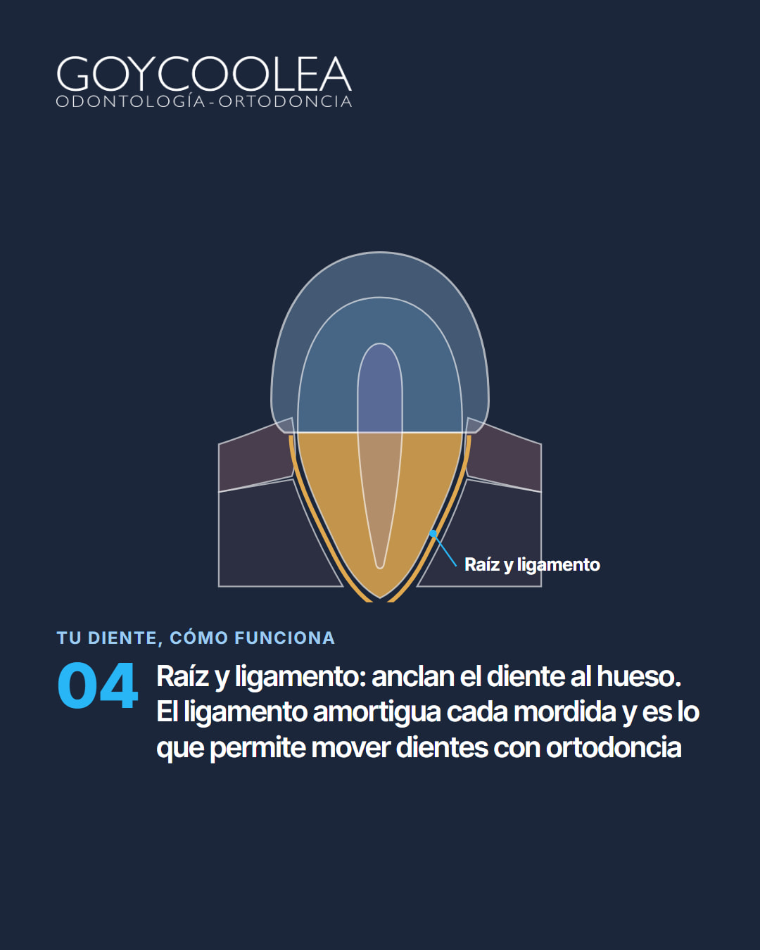 Carrusel educativo sobre las partes del diente, esmalte, dentina, pulpa, raíz y encía