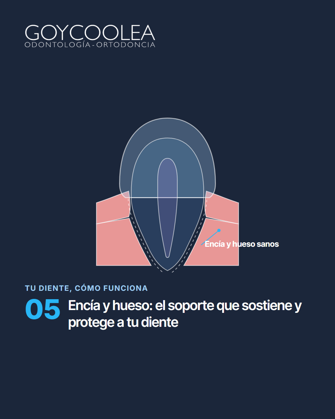 Carrusel educativo sobre las partes del diente, esmalte, dentina, pulpa, raíz y encía